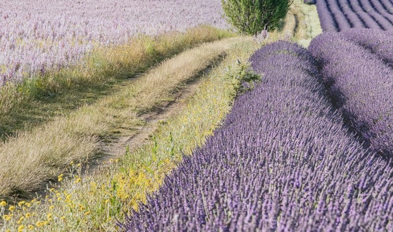 choisir une destination de week-end de noces en France : les 5 lieux les plus romantiques à visiter